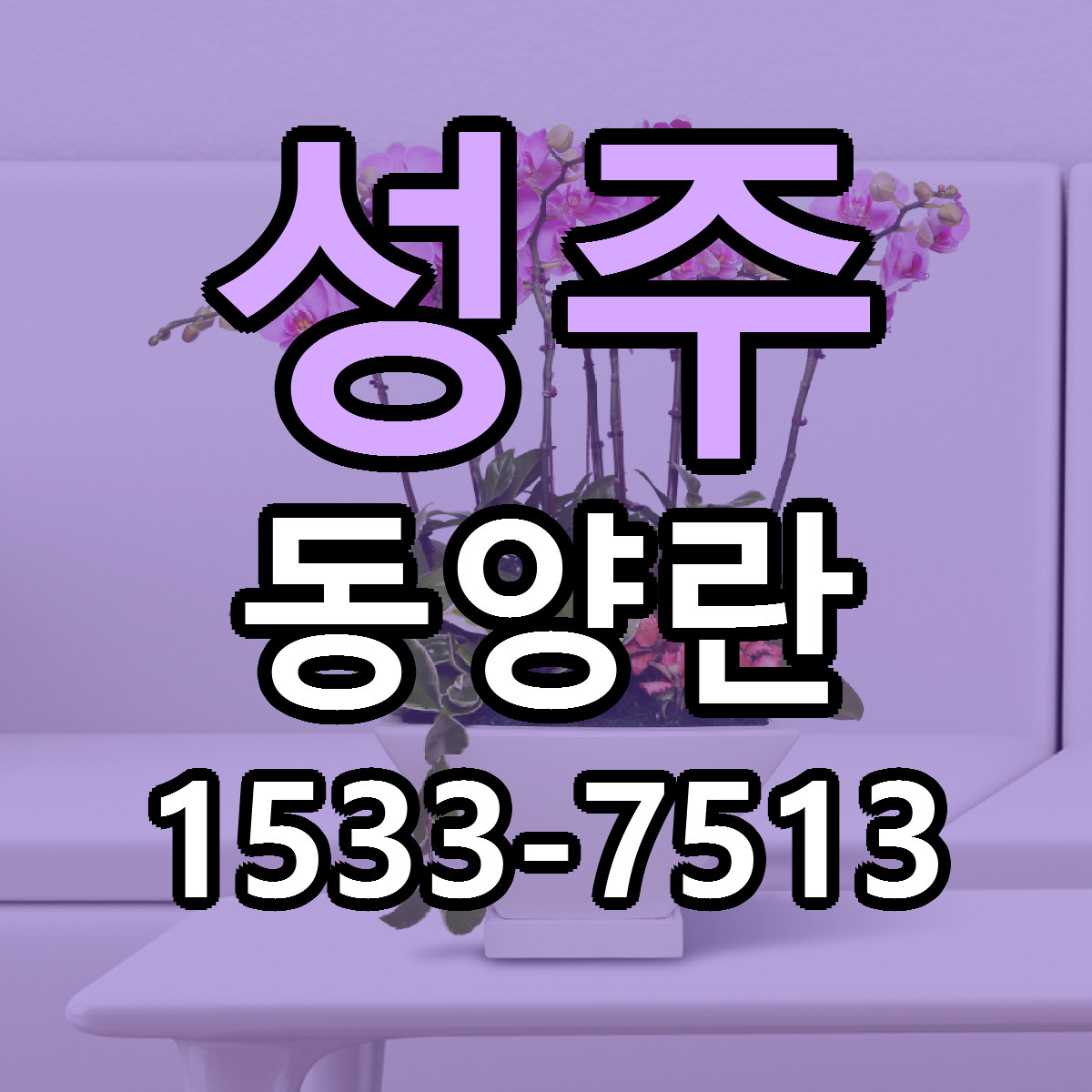 성주 동양란 싼곳 빠른배송 리본문구 무료
