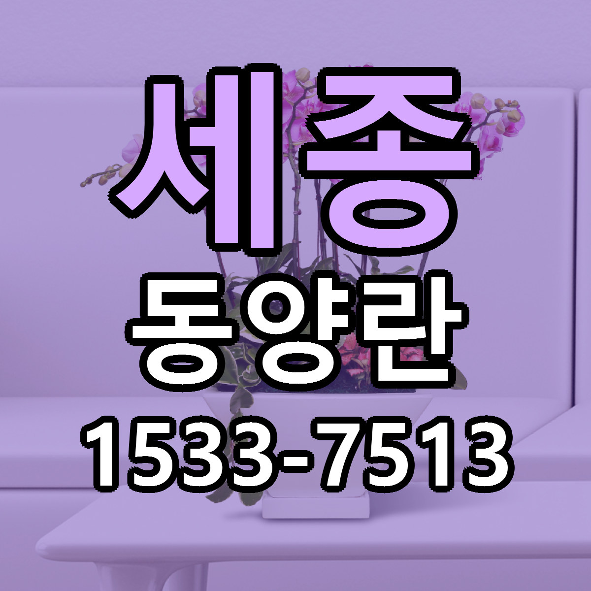 세종 동양란 리본문구 서비스 저렴한곳 빠른배송