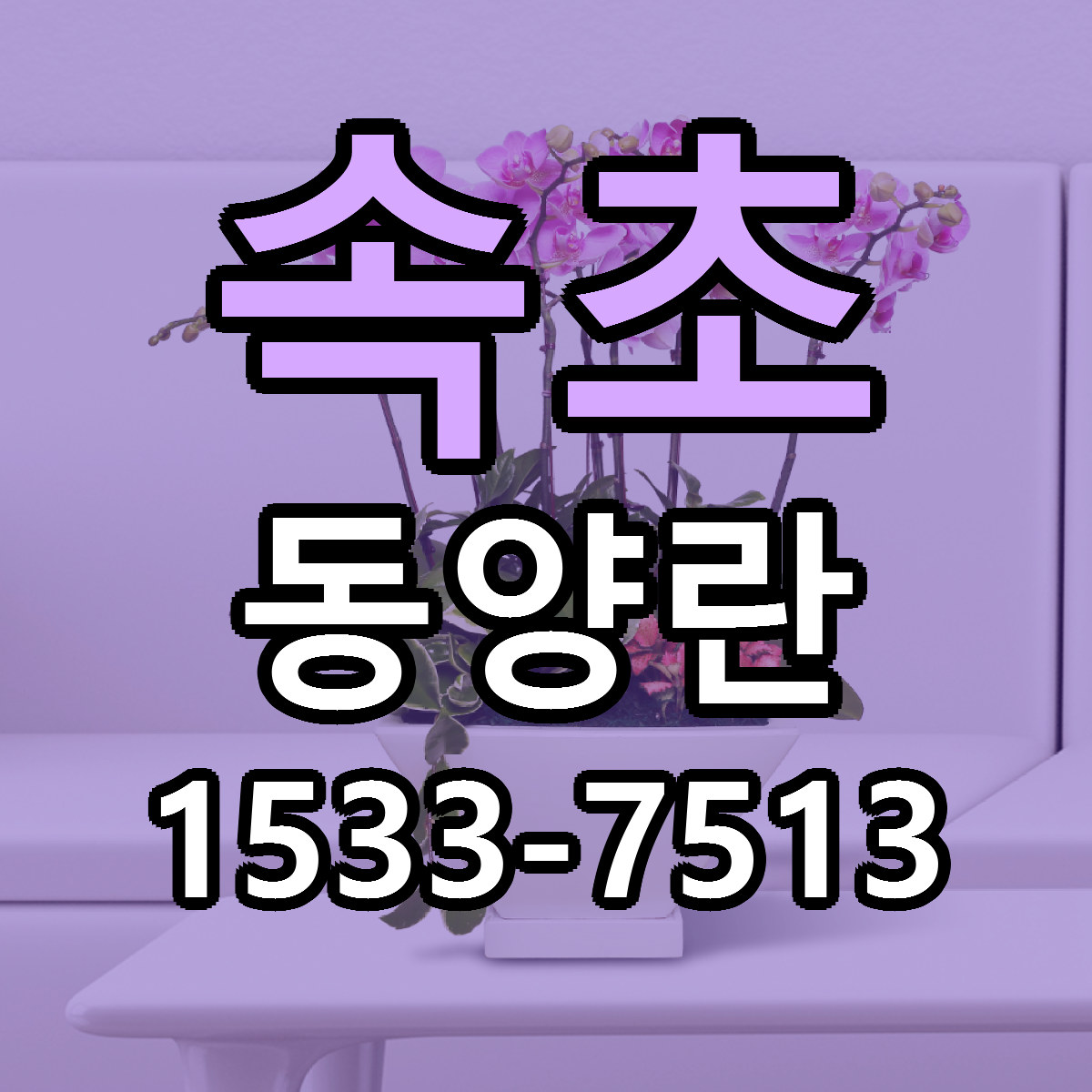 속초 동양란 리본문구 근처꽃집 저렴한곳 예약