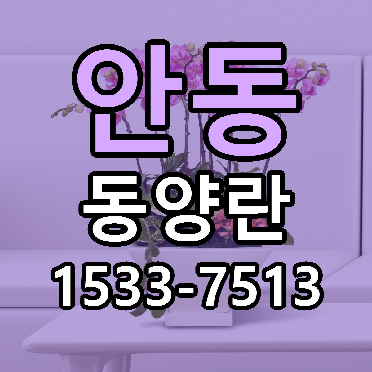 안동 동양란 근처꽃집 가격 저렴한곳 안내