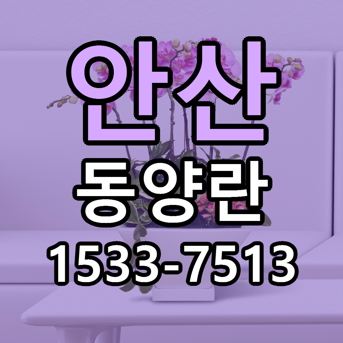 안산 동양란 당일배송 가격 저렴한곳 추천