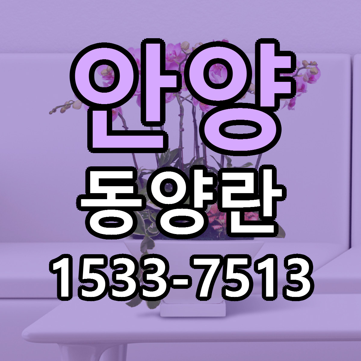 안양 동양란 빠른배송 리본문구 가격 알뜰 비교