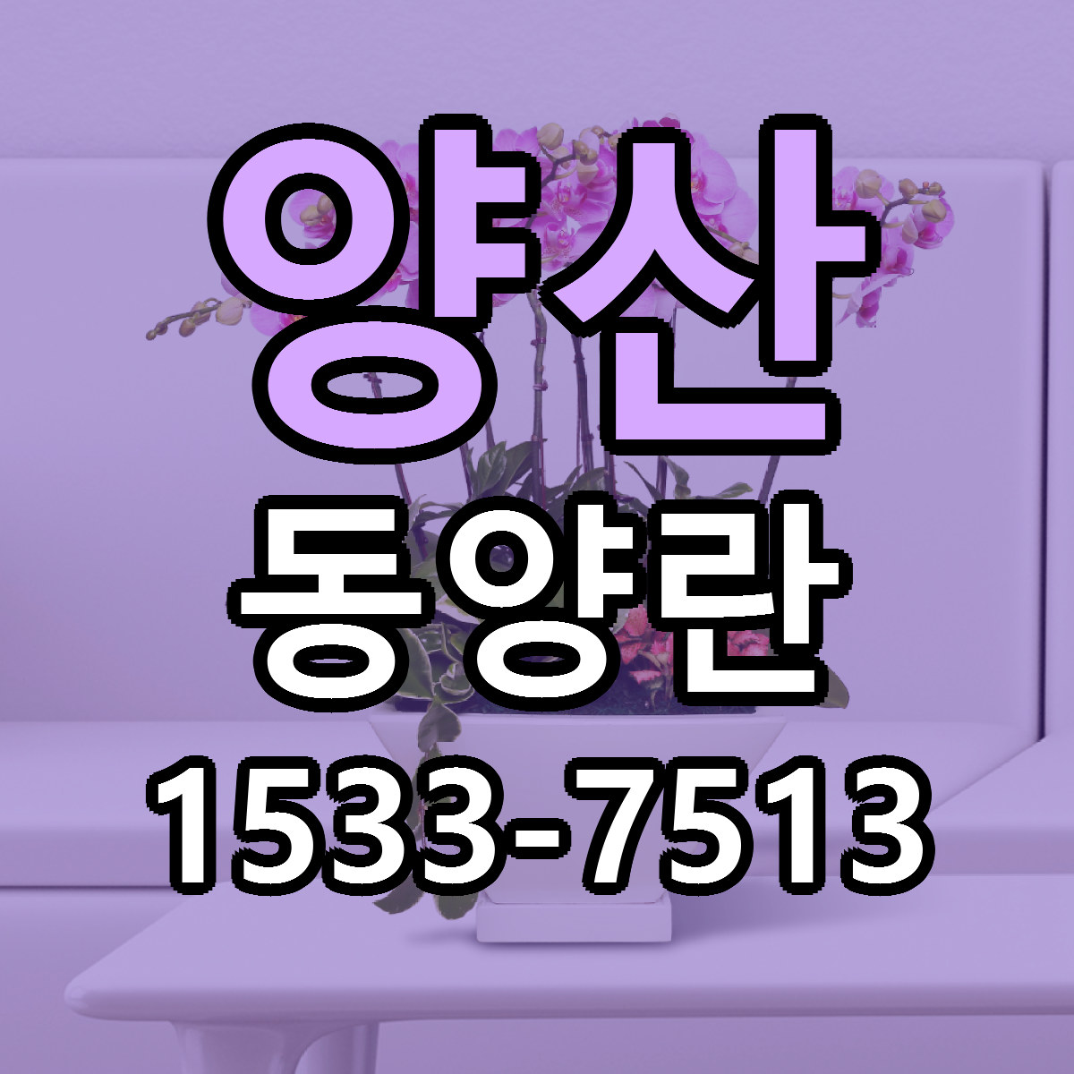 양산 동양란 근처꽃집 가격 저렴한곳 안내