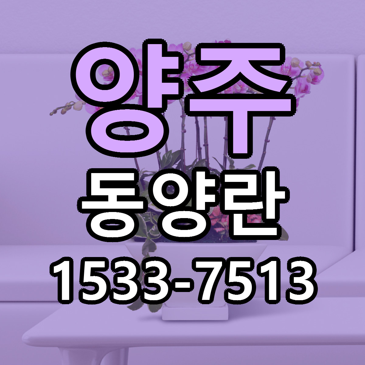 양주 동양란 빠른배송 가격 저렴한곳 찾기