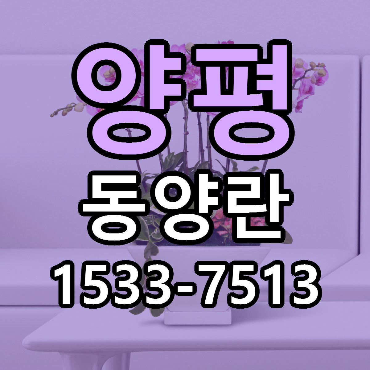 양평 동양란 당일배송 리본문구 빠른배송 서비스