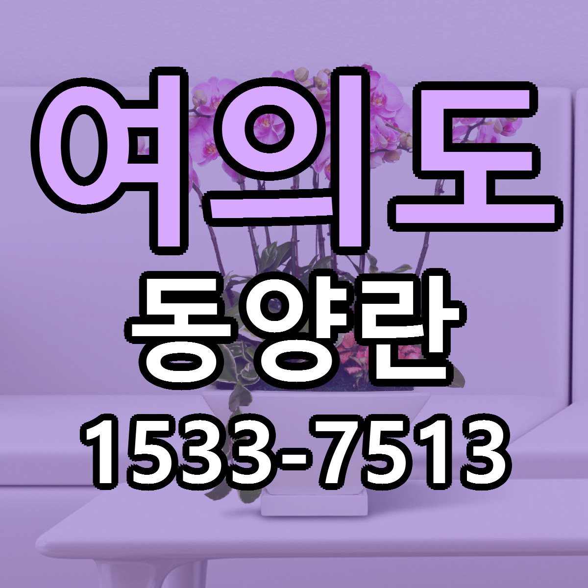 여의도 동양란 당일배송 가격 저렴한곳 추천