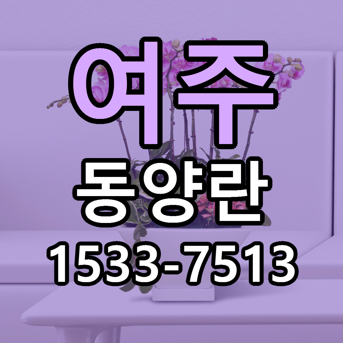 여주 동양란 근처꽃집 당일배송 가격 안내
