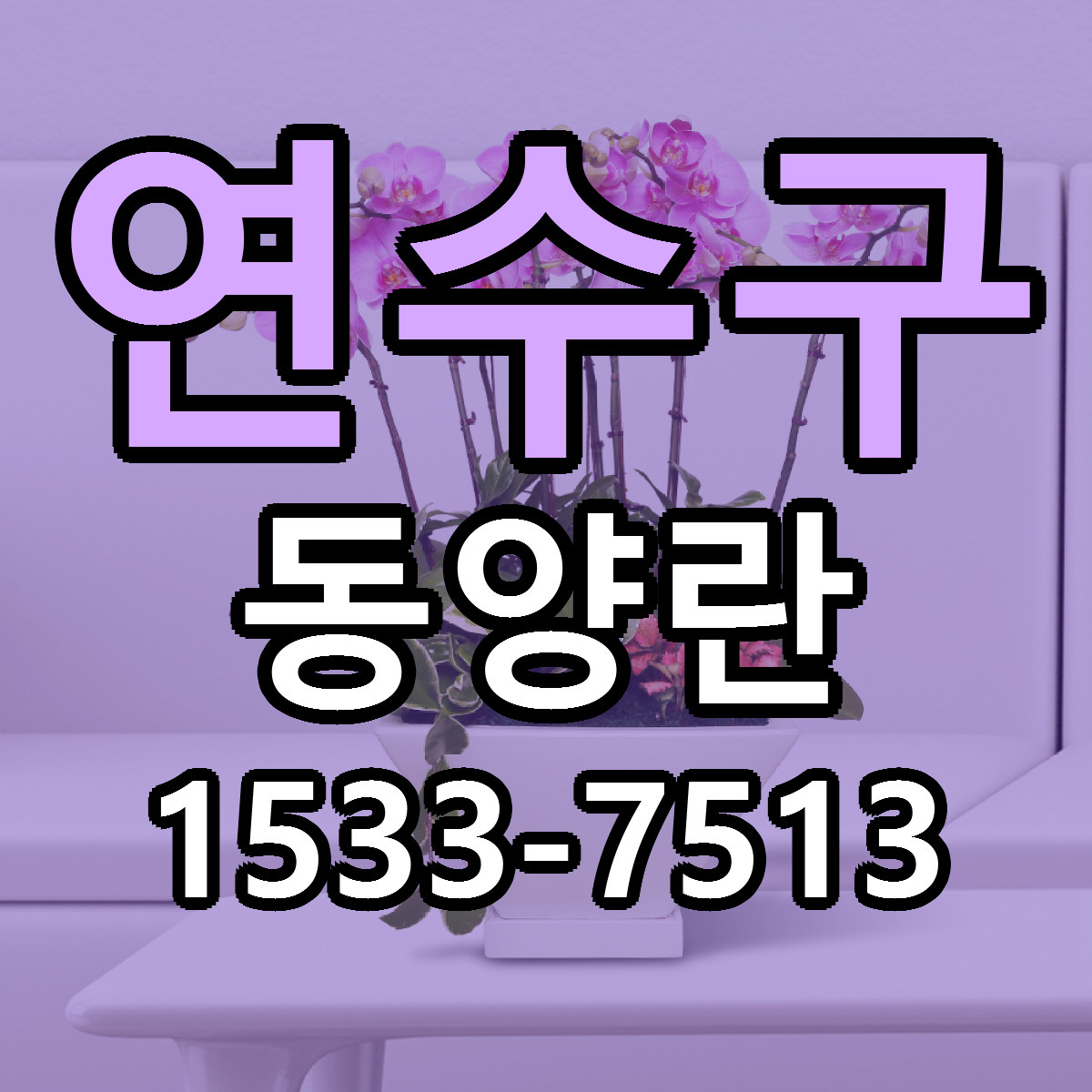 연수구 동양란 당일배송 싼곳 리본문구 안내