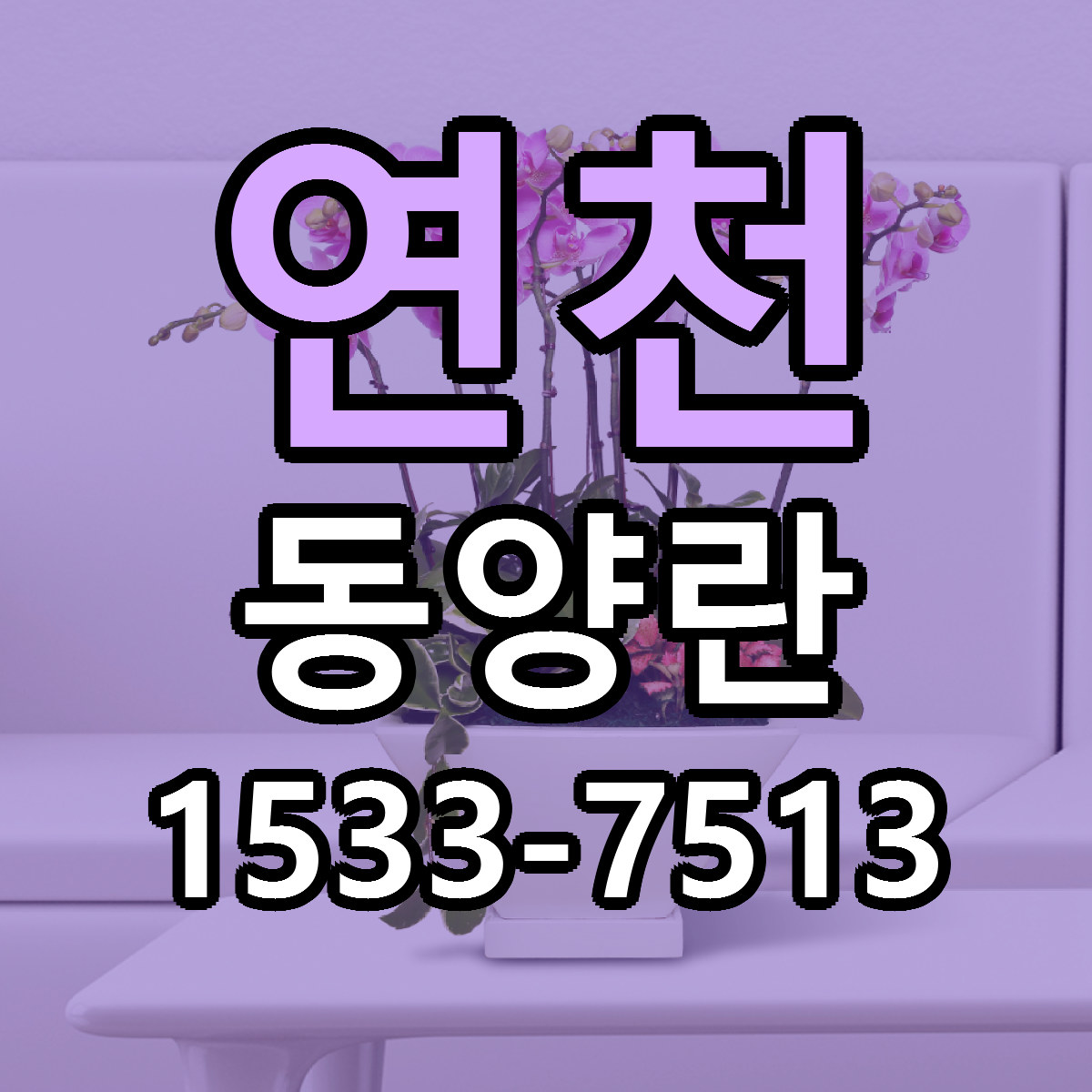 연천 동양란 저렴한곳 당일배송 근처꽃집 추천