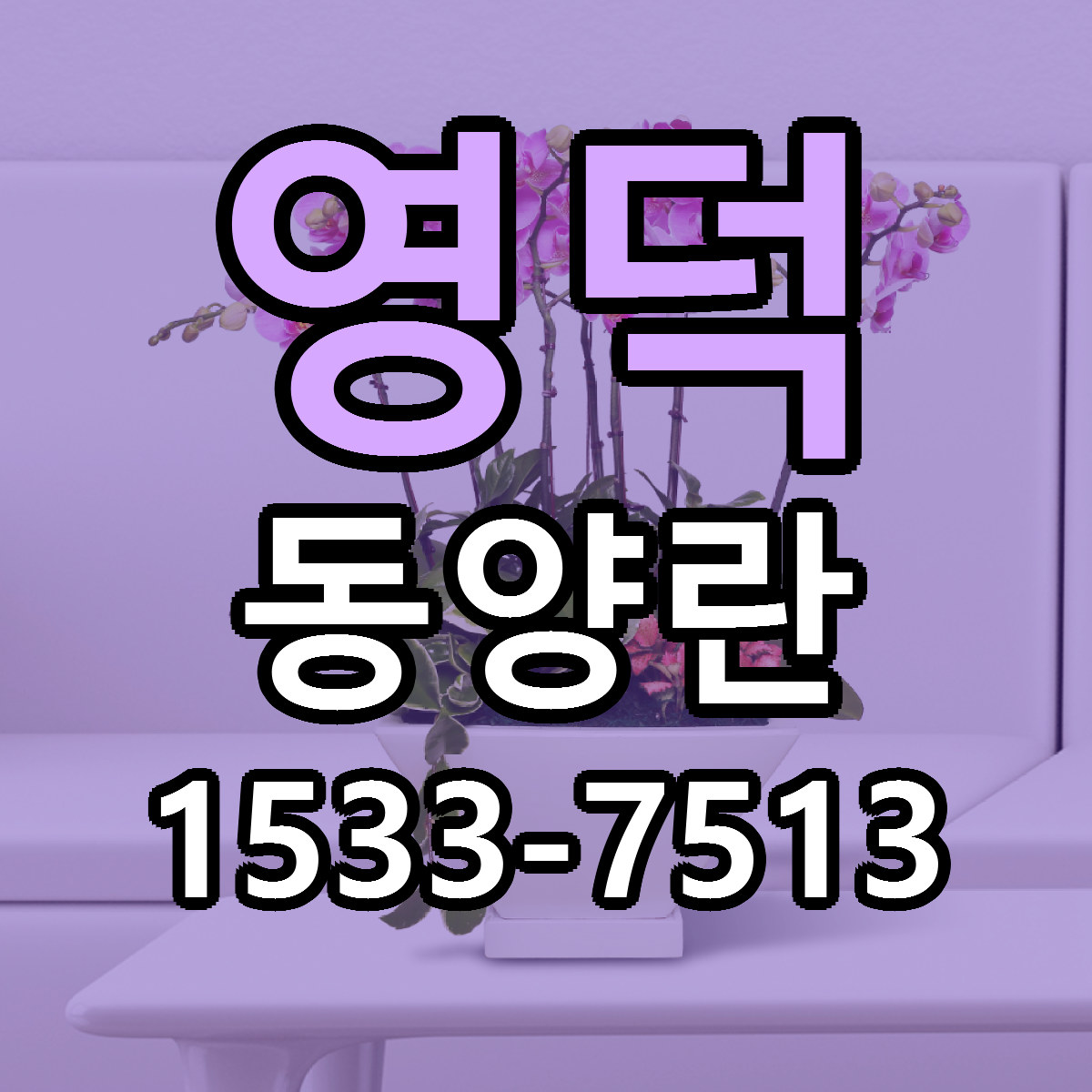 영덕 동양란 당일배송 근처꽃집 싼곳 비교