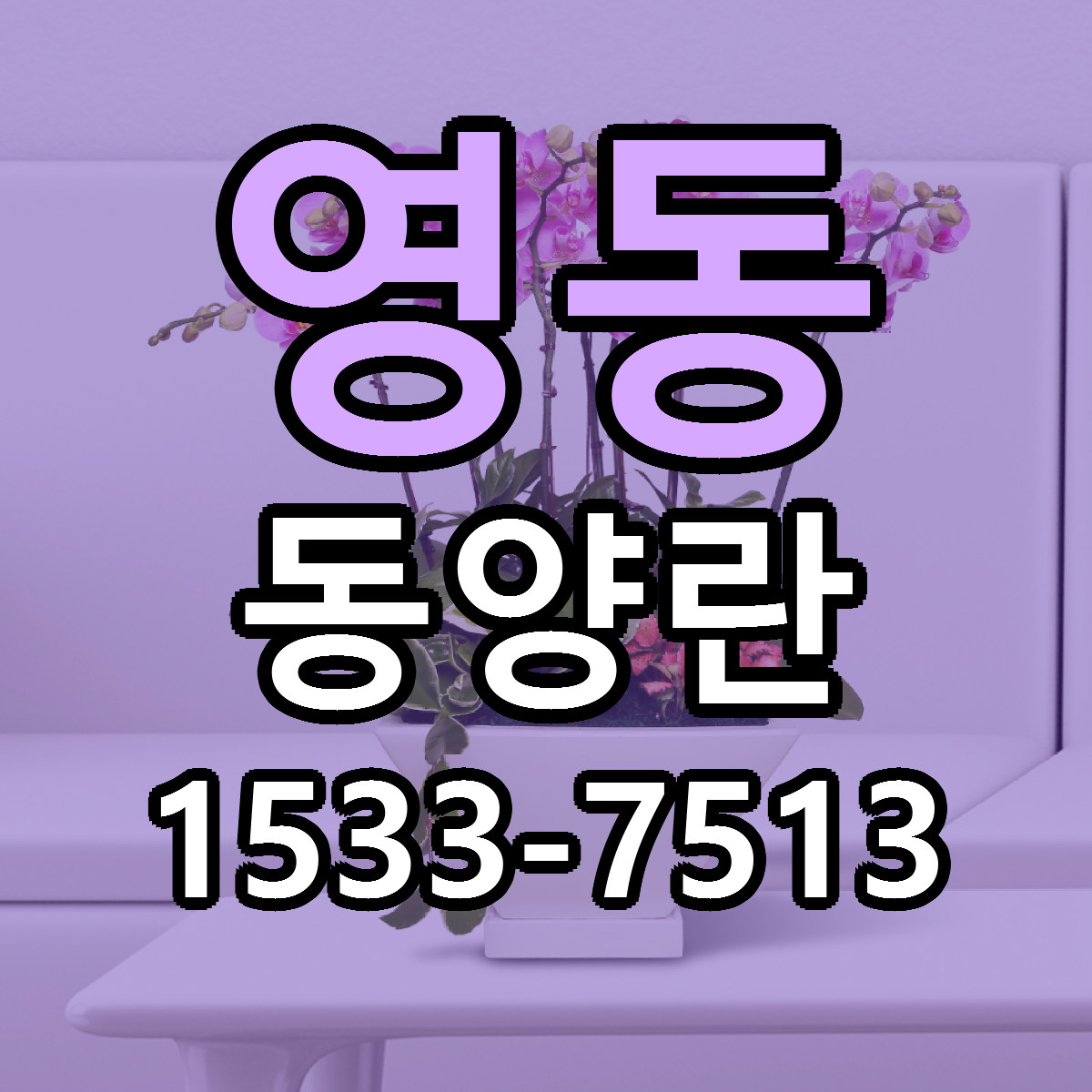 영동 동양란 근처꽃집 당일배송 싼곳 추천