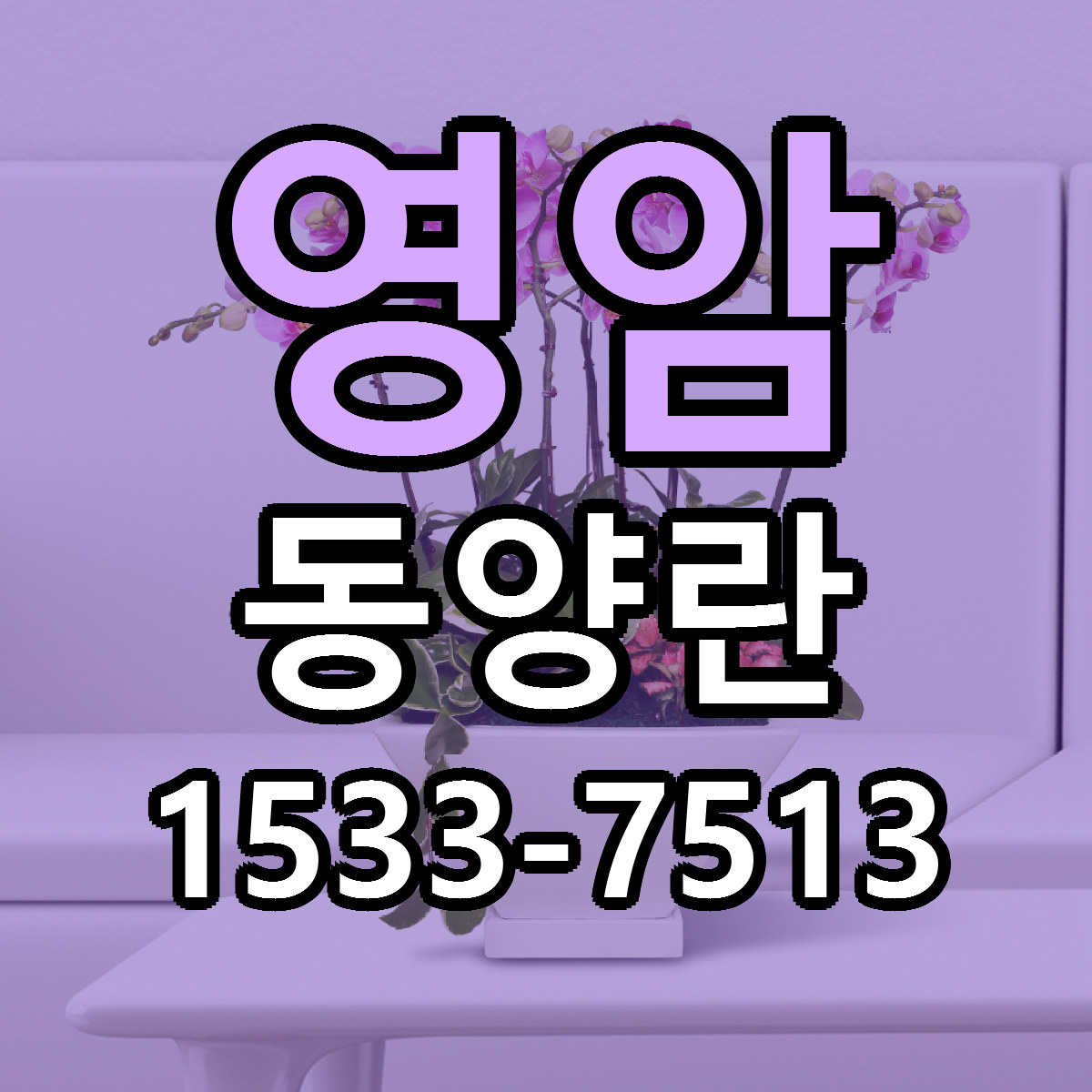 영암 동양란 근처꽃집 빠른배송 가격 문의