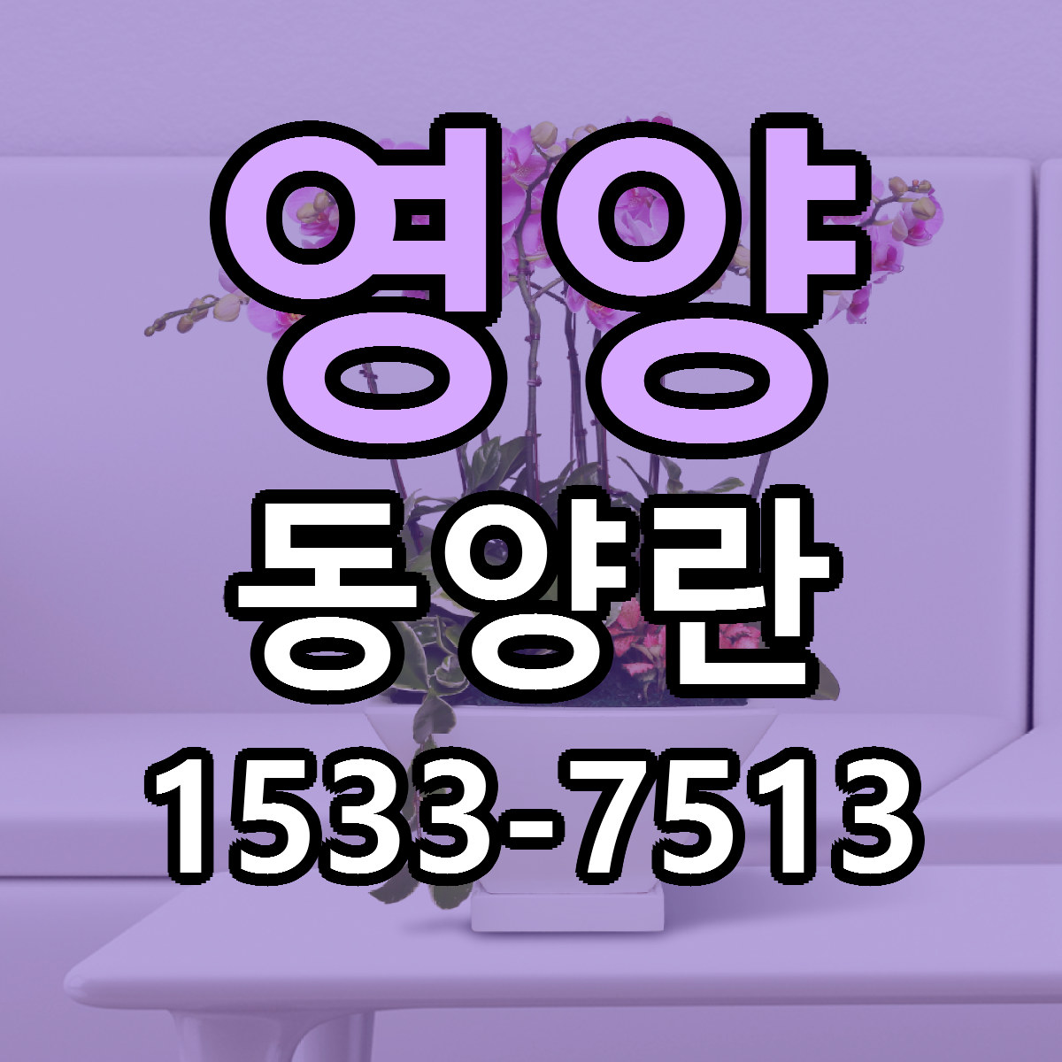 영양 동양란 당일배송 리본문구 싼곳 찾기