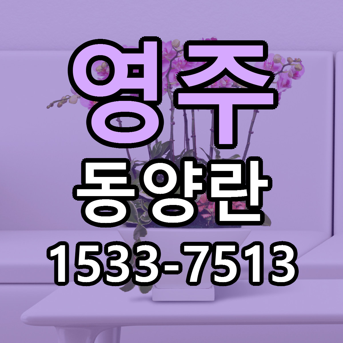 영주 동양란 근처꽃집 싼곳 빠른배송 안내
