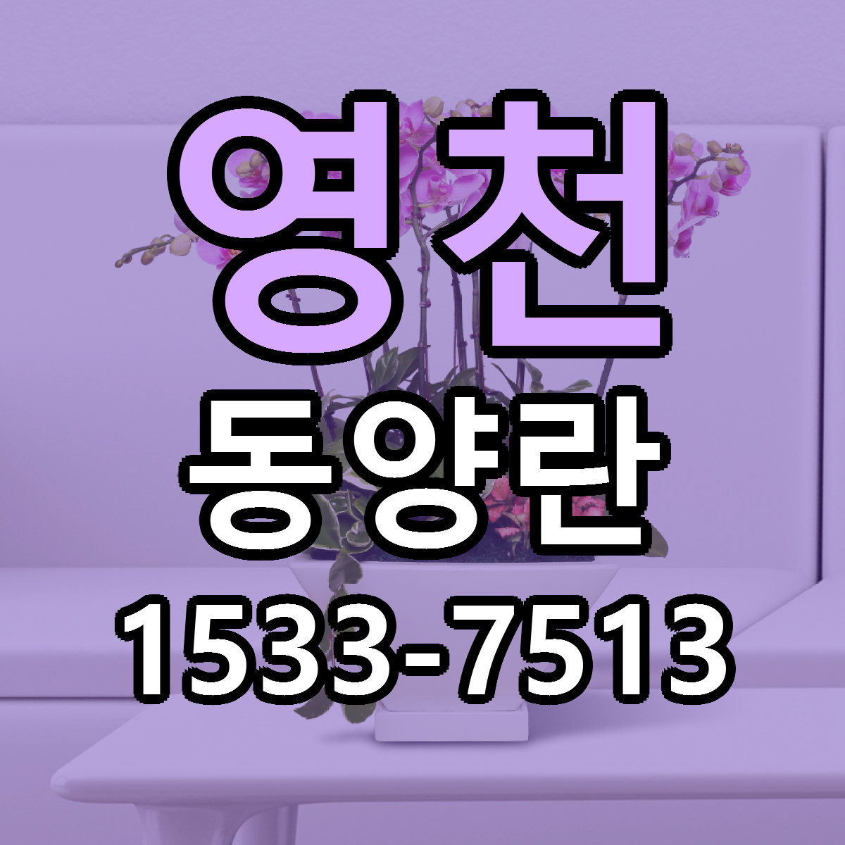 영천 동양란 싼곳 빠른배송 리본문구 무료