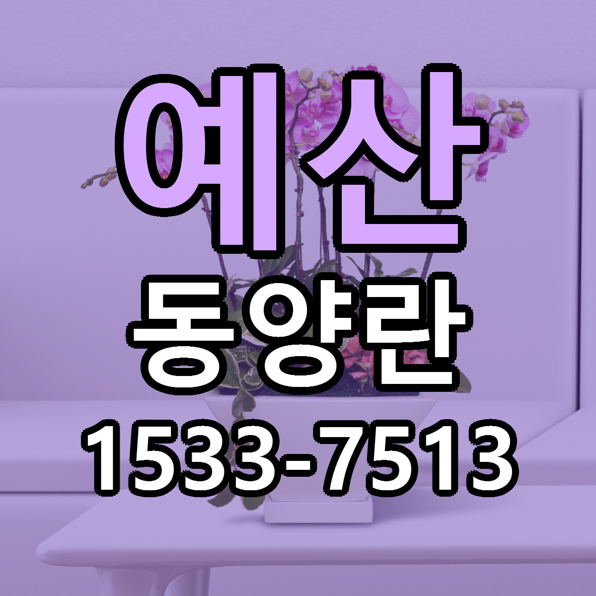 예산 동양란 당일배송 리본문구 빠른배송 서비스