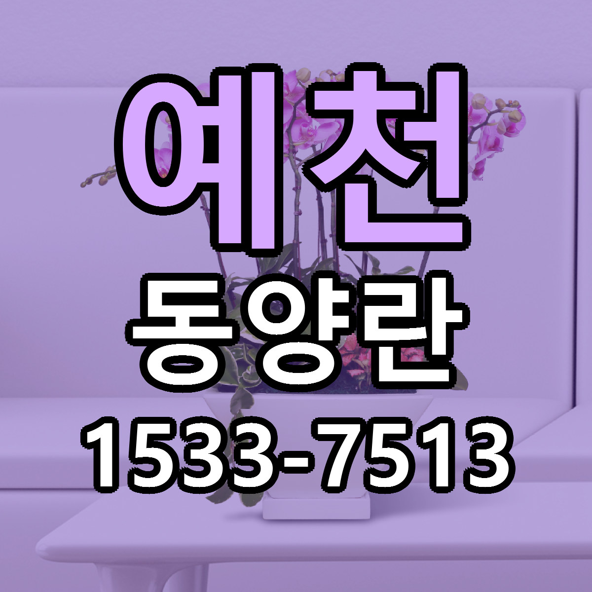 예천 동양란 가격 착한 싼곳 당일배송 안내