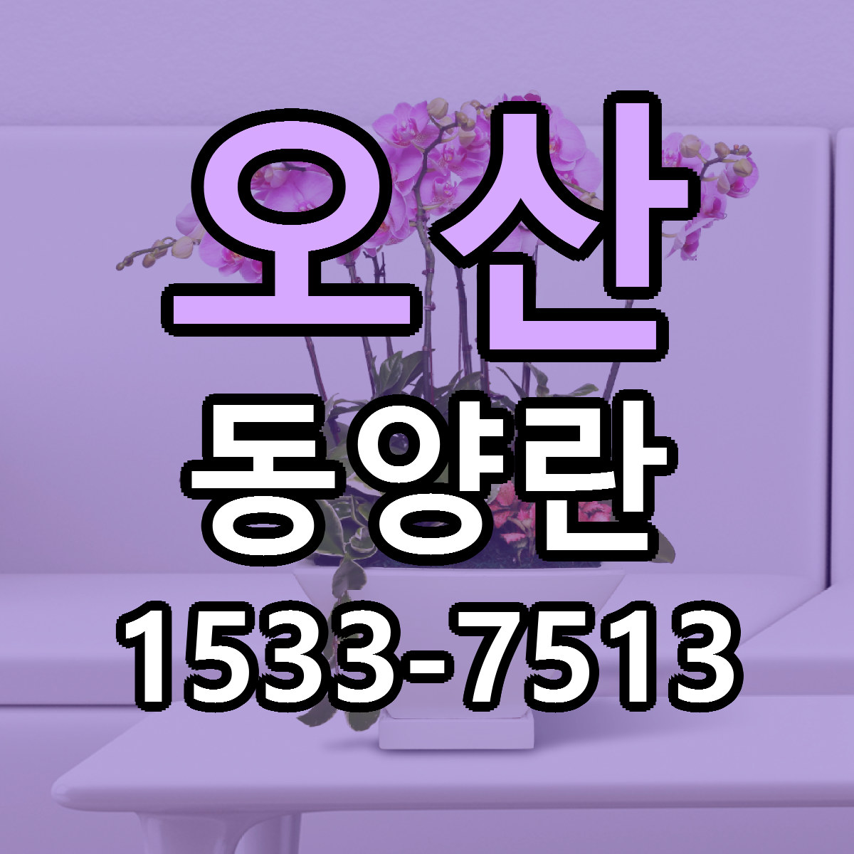 오산 동양란 저렴한곳 당일배송 근처꽃집 추천