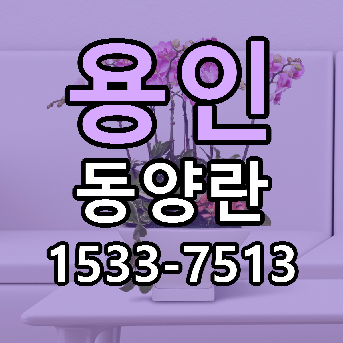 용인 동양란 빠른배송 리본문구 가격 알뜰 비교