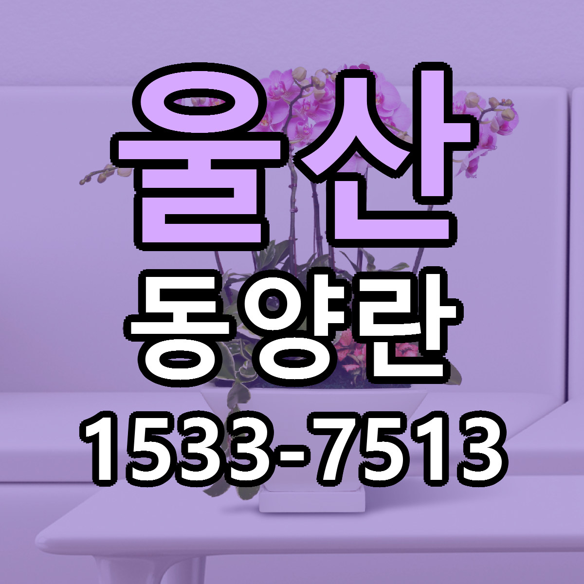 울산 동양란 근처꽃집 당일배송 가격 안내