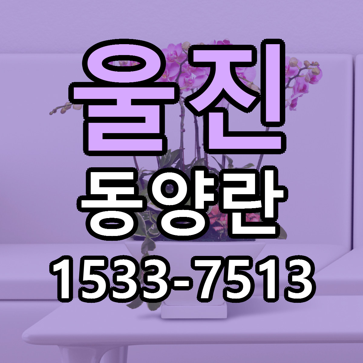 울진 동양란 당일배송 싼곳 리본문구 안내