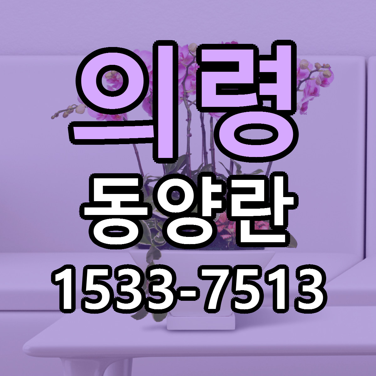 의령 동양란 빠른배송 싼곳 가격 문의