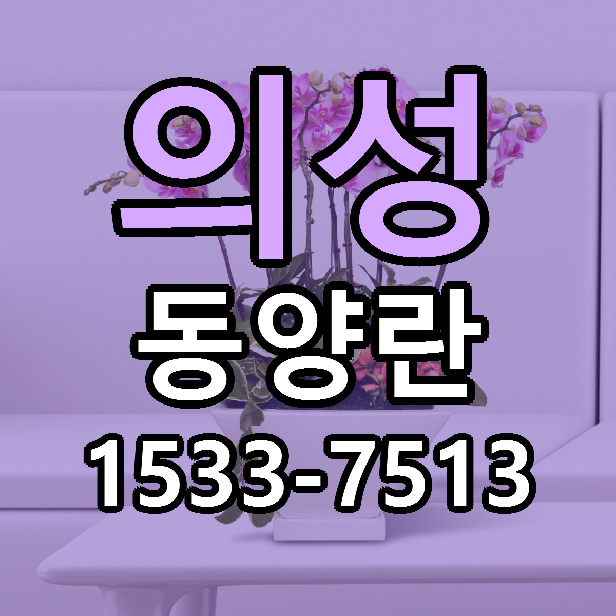 의성 동양란 싼곳 빠른배송 리본문구 무료