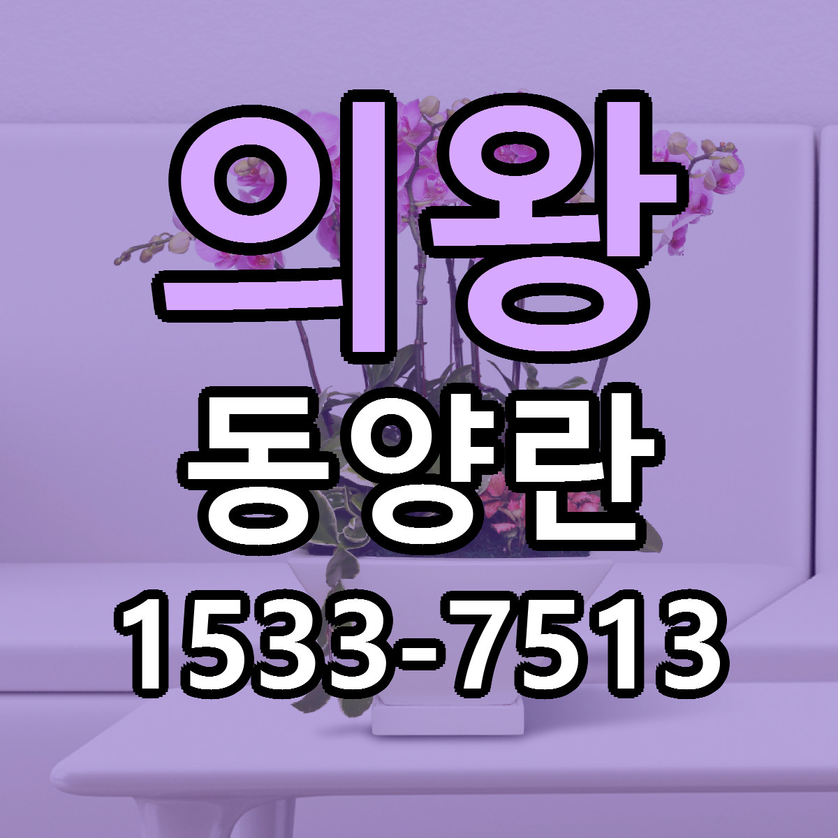 의왕 동양란 근처꽃집 빠른배송 가격 문의