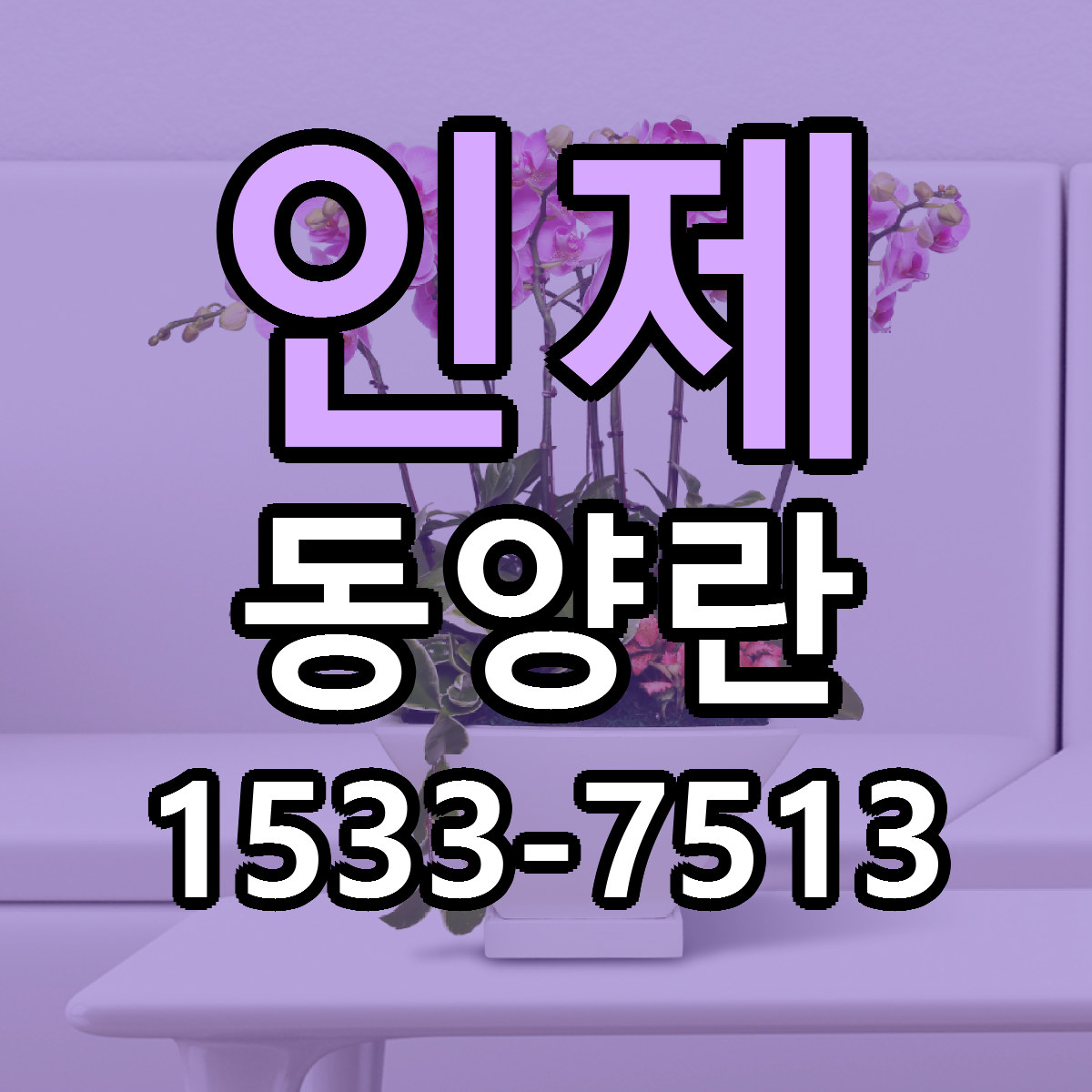인제 동양란 당일배송 가격 저렴한곳 추천