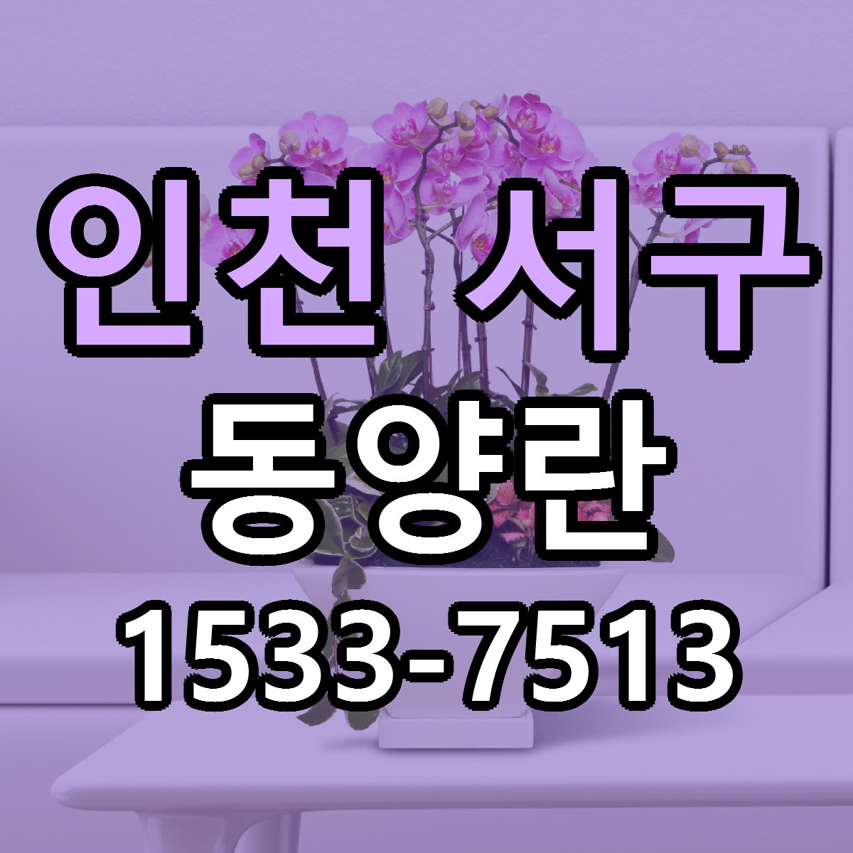 인천 서구 동양란 저렴한곳 당일배송 가격 만족
