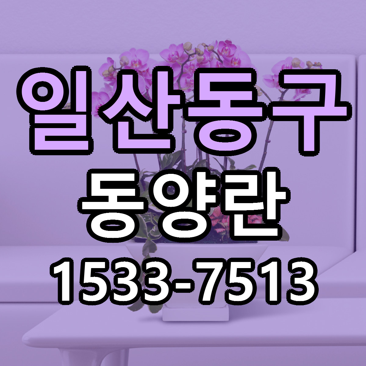 일산동구 동양란 빠른배송 근처꽃집 가격 비교