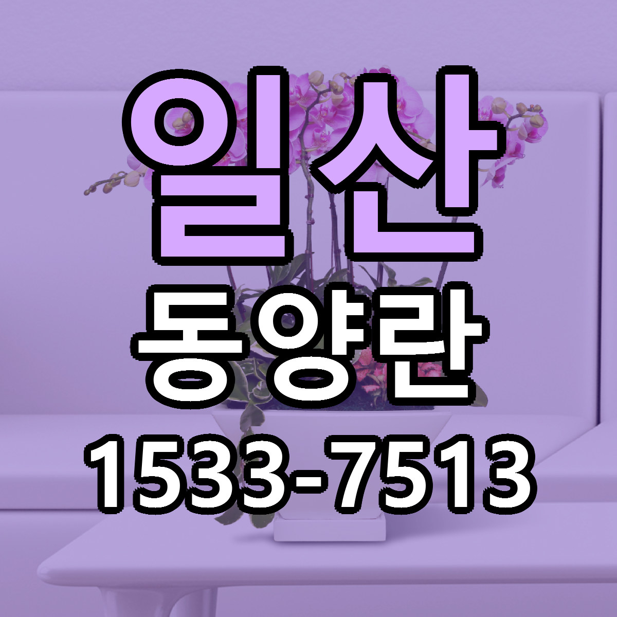 일산 동양란 당일배송 리본문구 싼곳 찾기