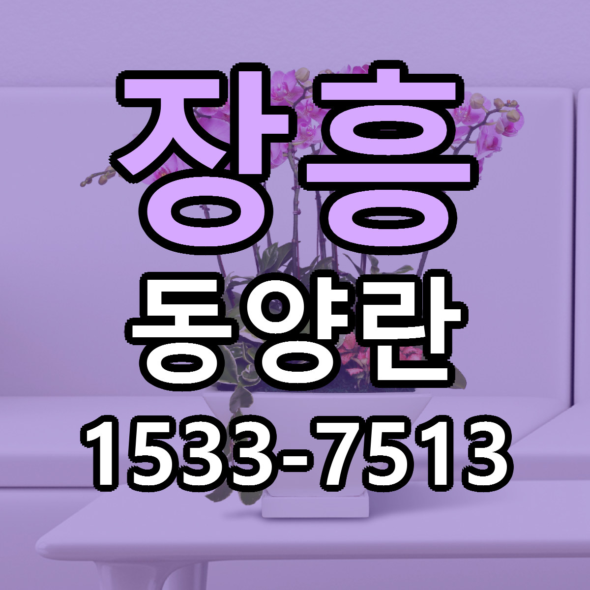 장흥 동양란 저렴한곳 당일배송 가격 만족