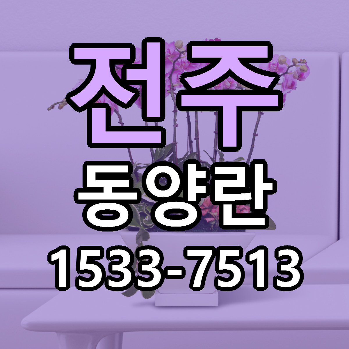 전주 동양란 가격 착한 싼곳 당일배송 안내