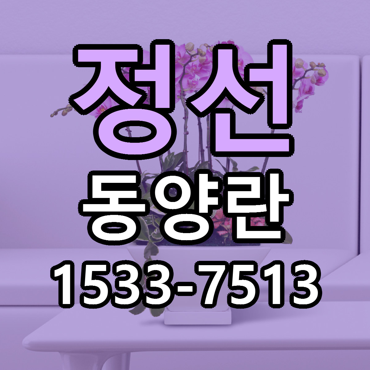 정선 동양란 빠른배송 리본문구 가격 알뜰 비교