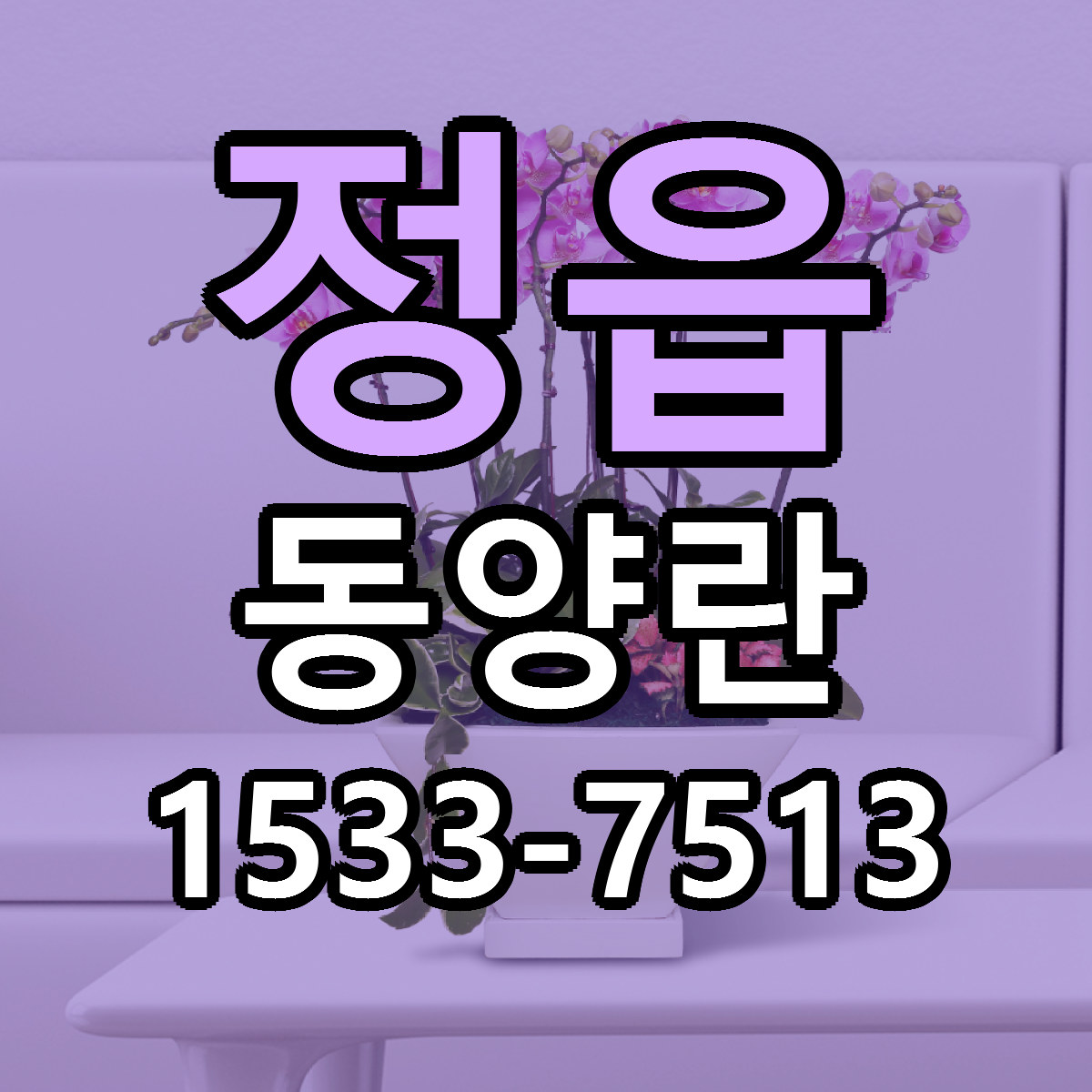 정읍 동양란 저렴한곳 당일배송 근처꽃집 추천