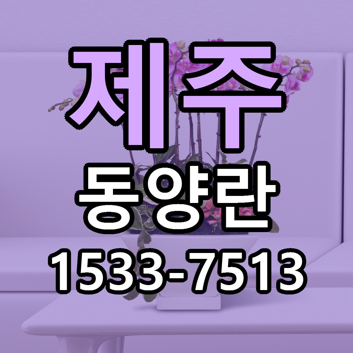 제주 동양란 저렴한곳 당일배송 가격 만족