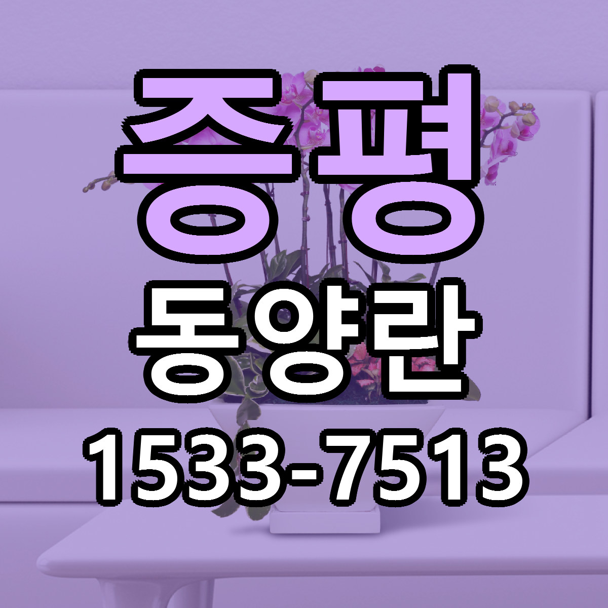 증평 동양란 저렴한곳 당일배송 가격 만족