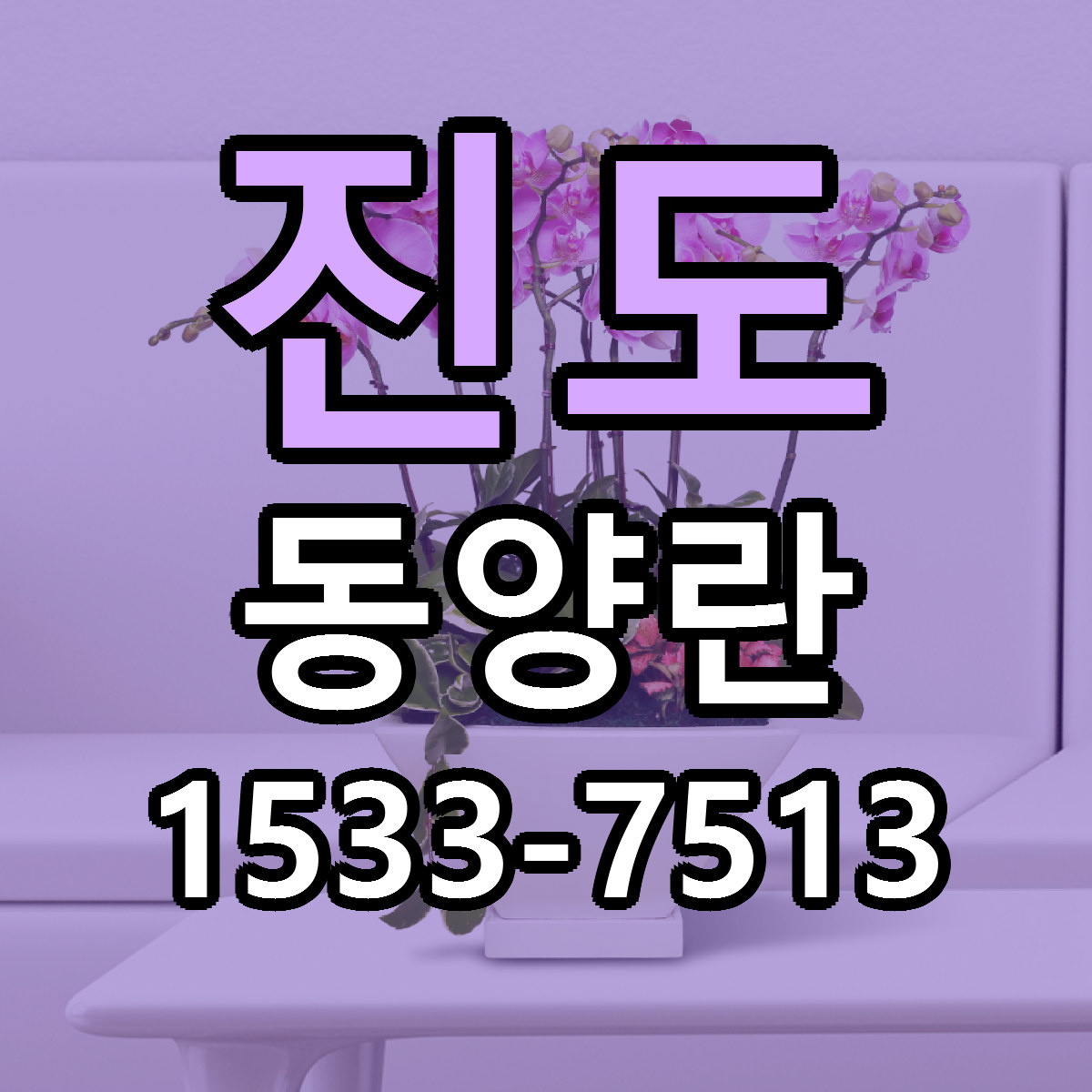 진도 동양란 당일배송 가격 저렴한곳 추천