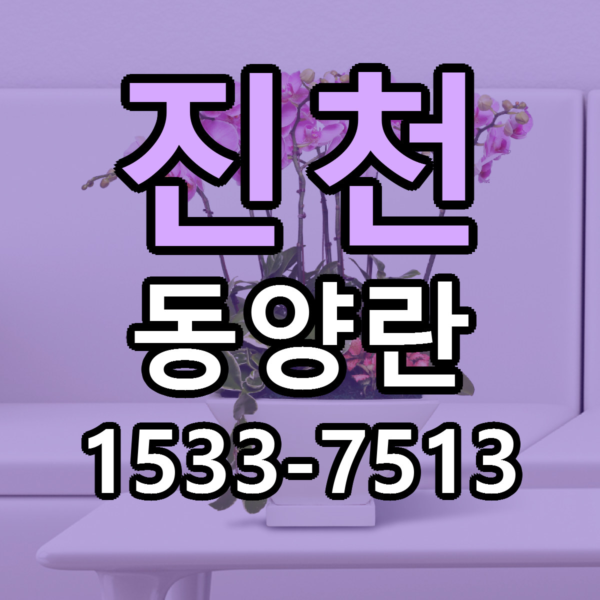 진천 동양란 당일배송 가격 저렴한곳 추천