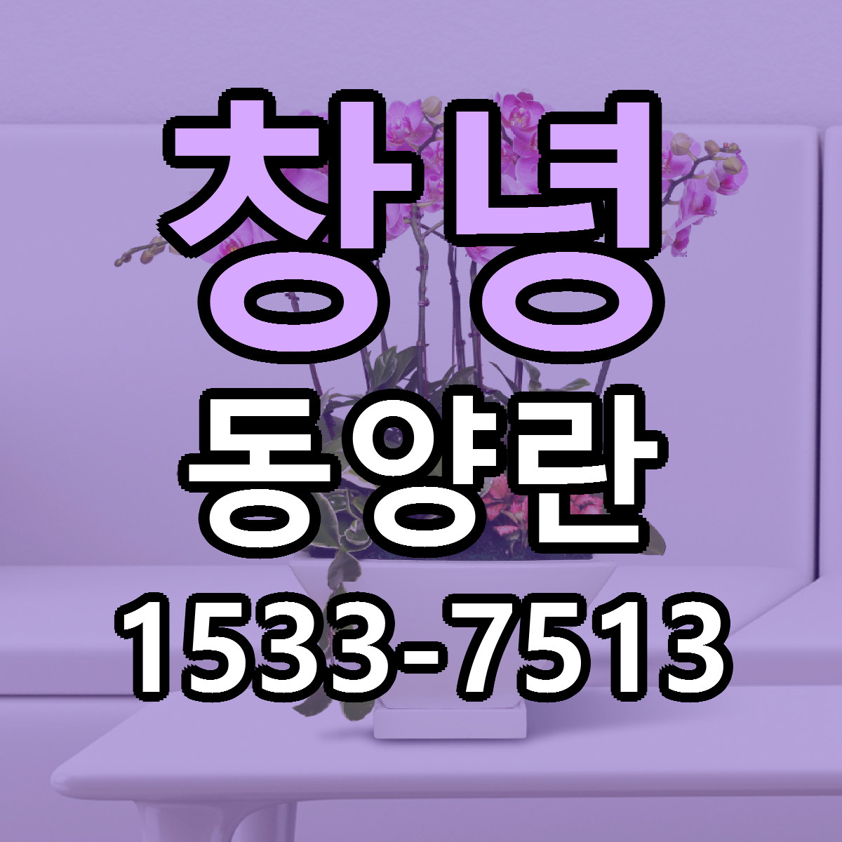 창녕 동양란 저렴한곳 당일배송 근처꽃집 추천