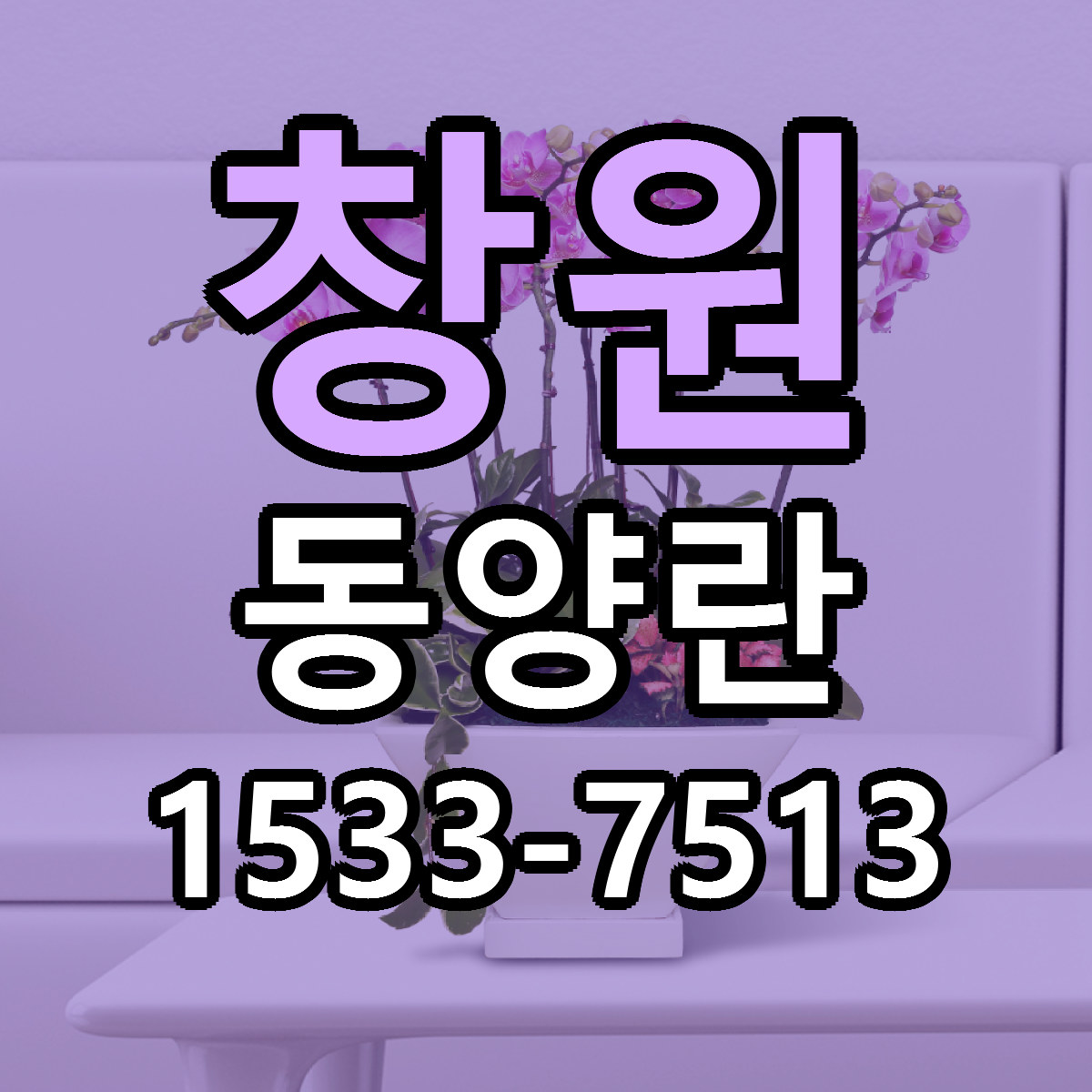 창원 동양란 빠른배송 리본문구 가격 알뜰 비교