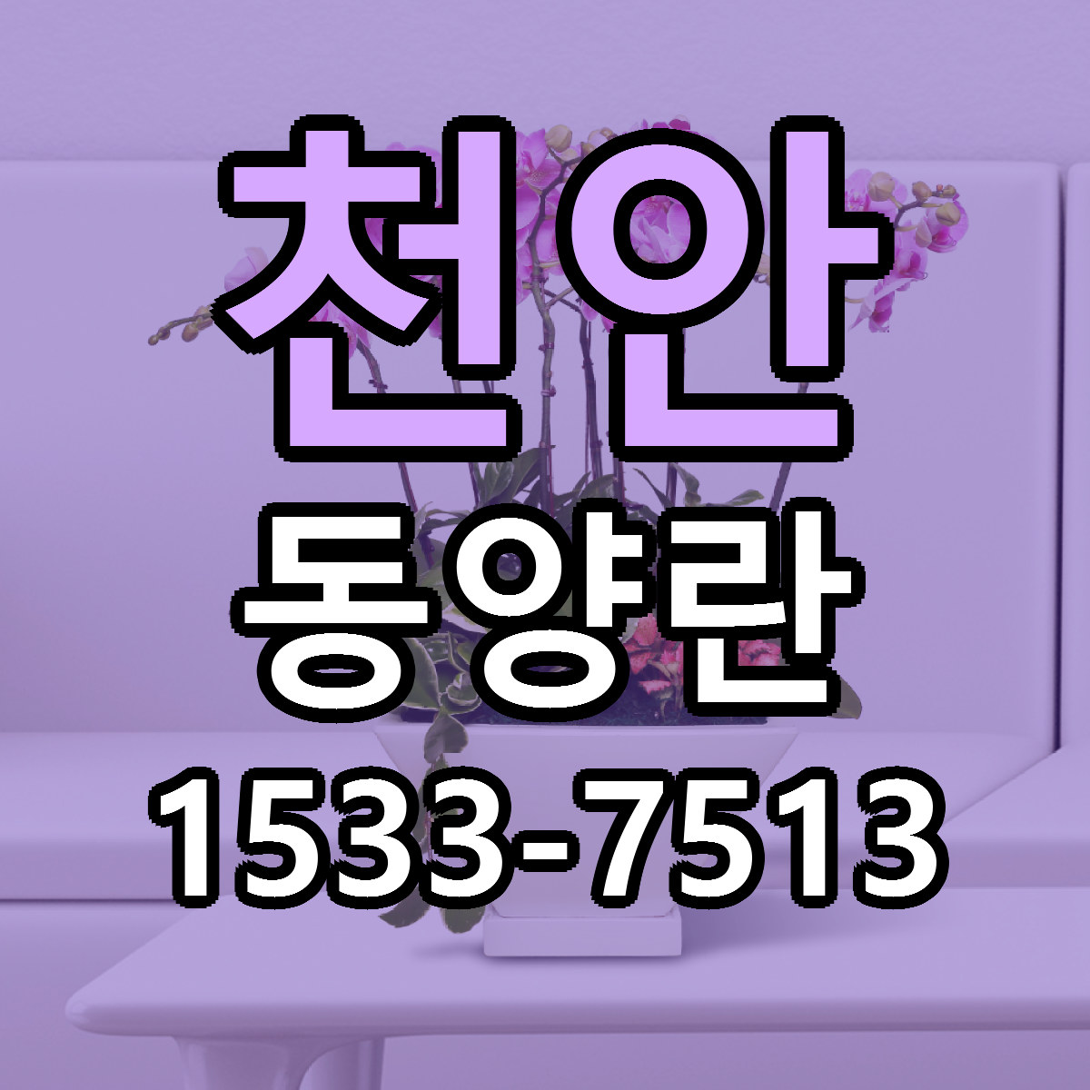 천안 동양란 당일배송 싼곳 리본문구 안내