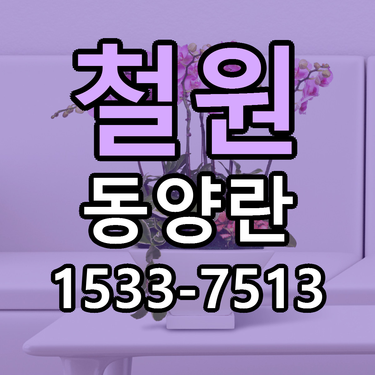 철원 동양란 저렴한곳 당일배송 가격 만족