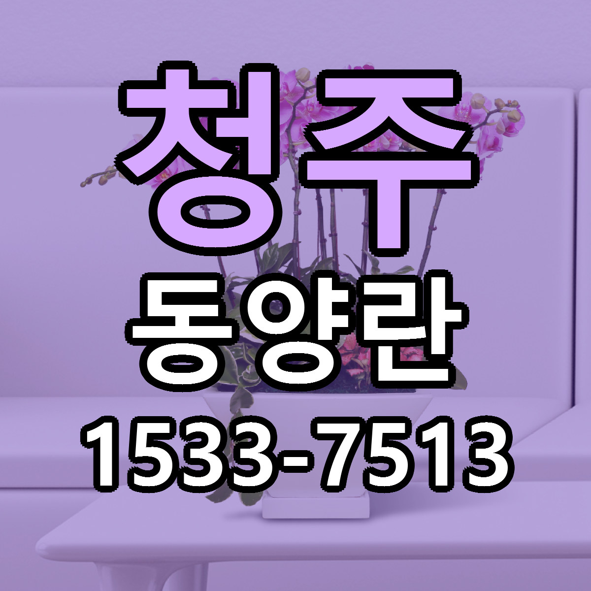 청주 동양란 싼곳 빠른배송 리본문구 무료