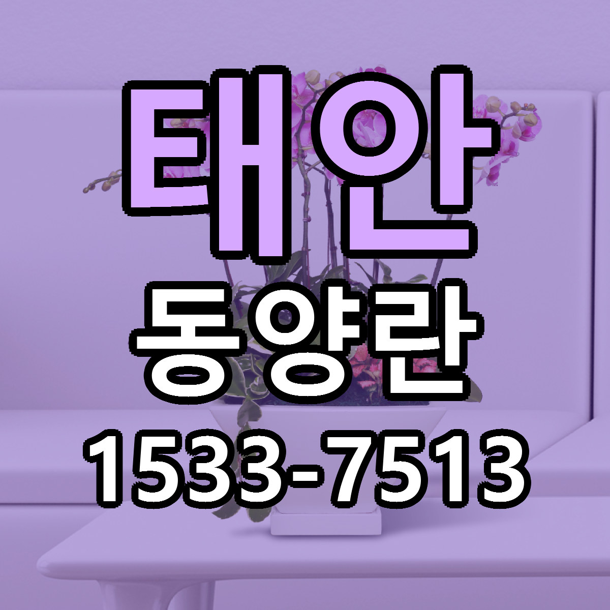 태안 동양란 당일배송 가격 저렴한곳 추천