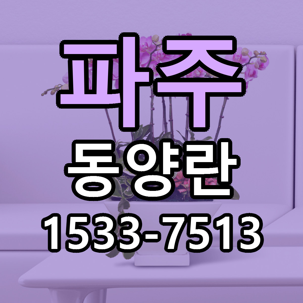 파주 동양란 근처꽃집 당일배송 가격 안내