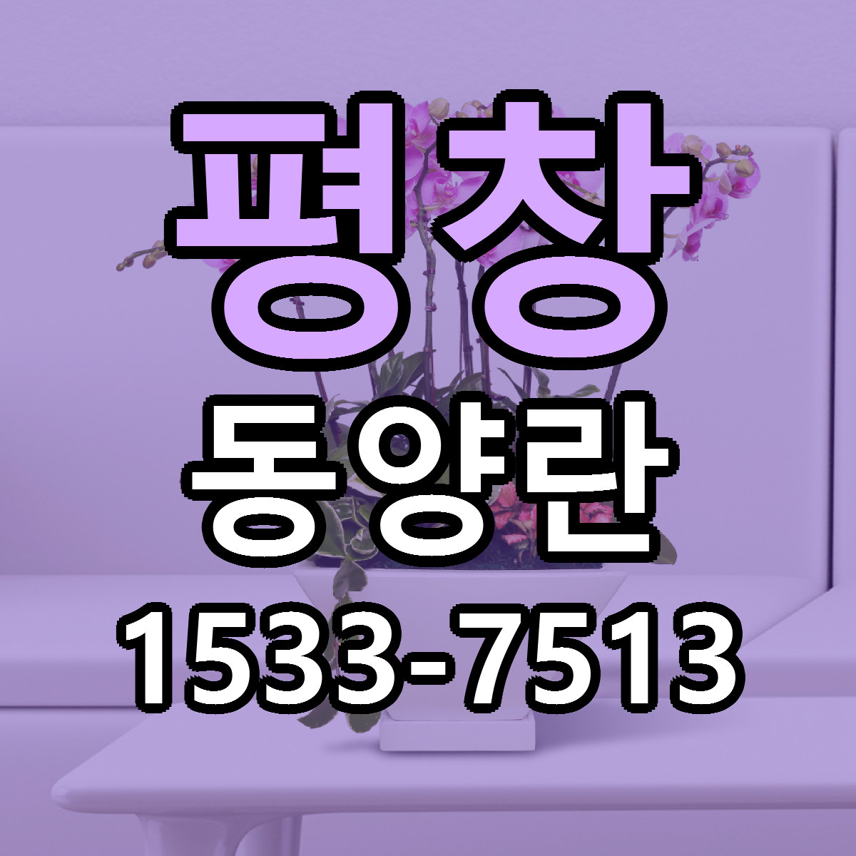 평창 동양란 당일배송 리본문구 싼곳 찾기