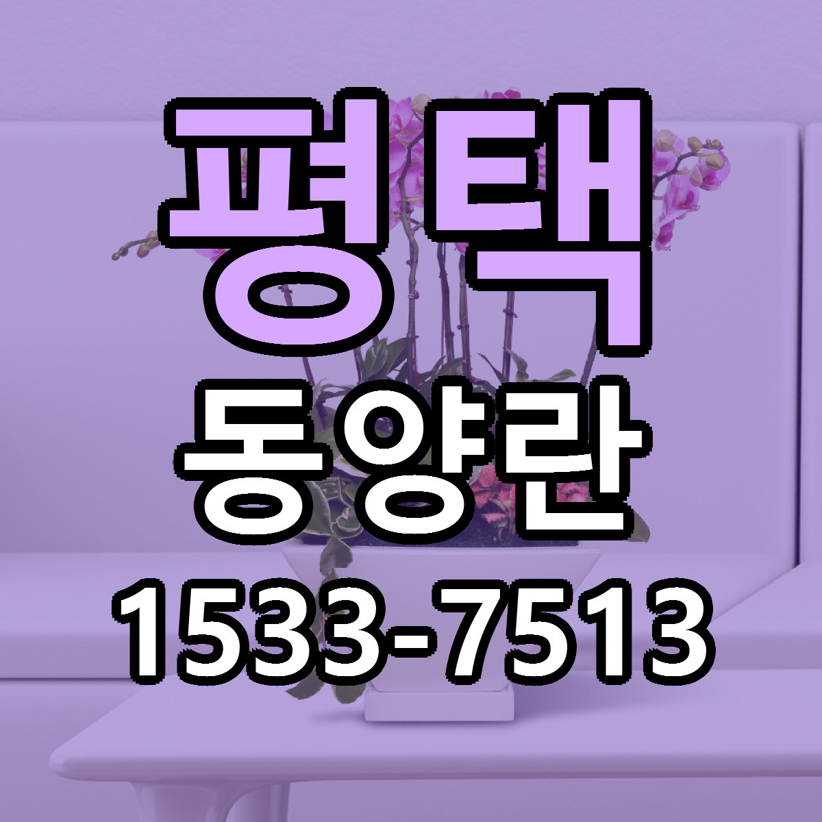 평택 동양란 근처꽃집 당일배송 가격 안내