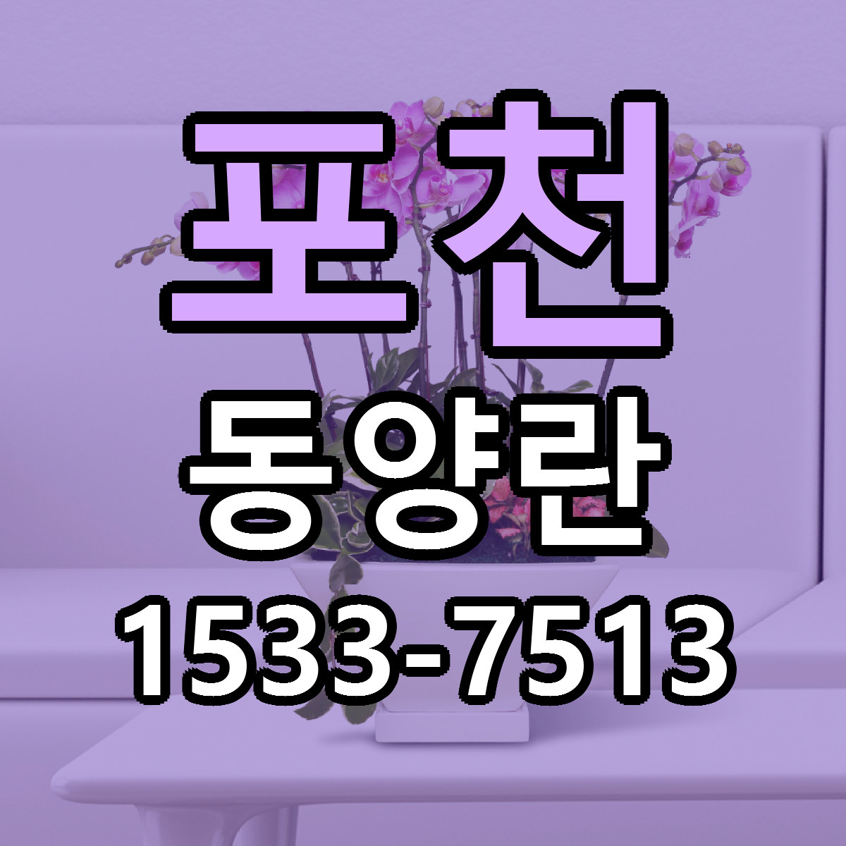 포천 동양란 가격 착한 싼곳 당일배송 안내